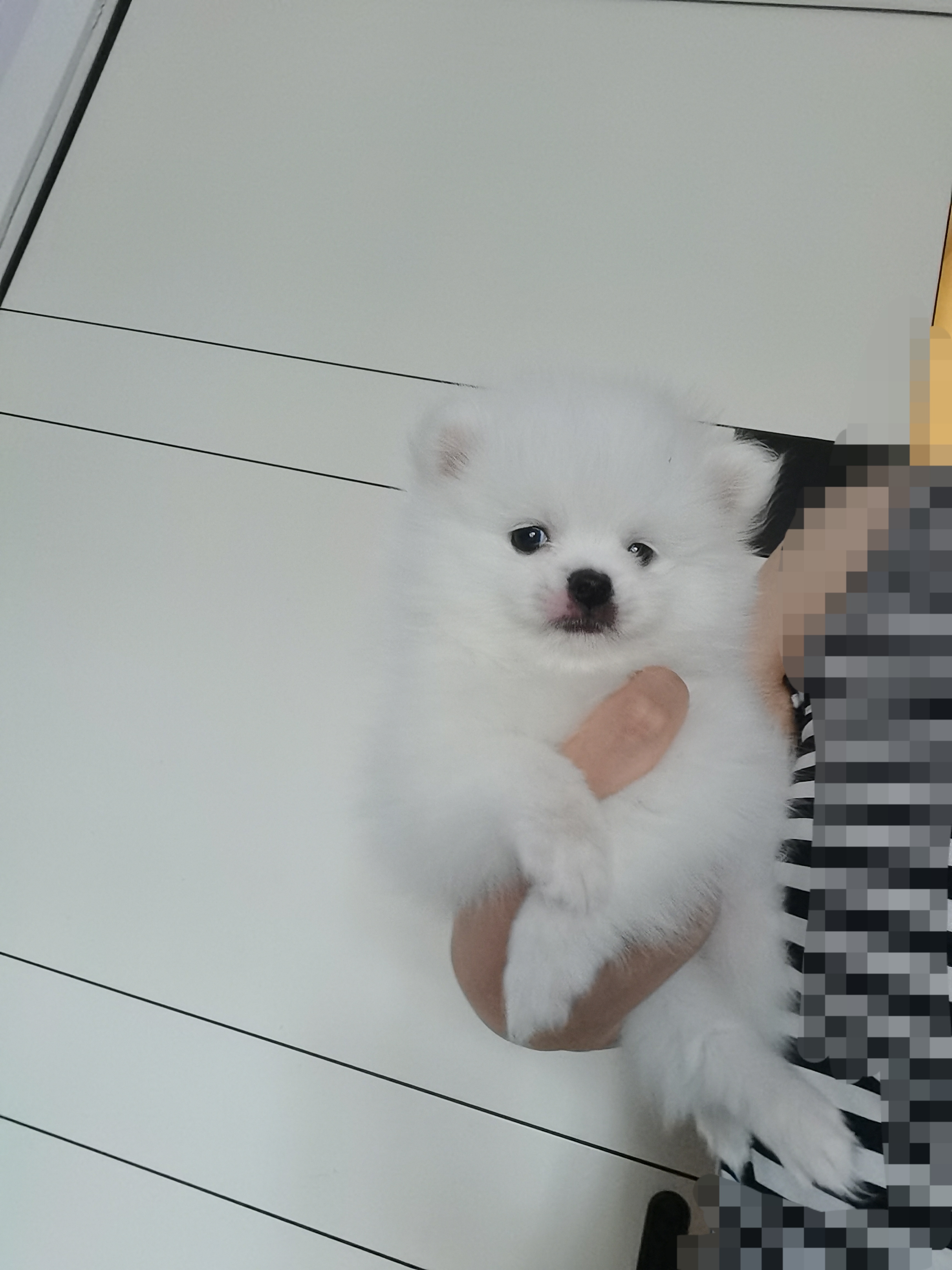 家养博美弟弟   已打一针疫苗